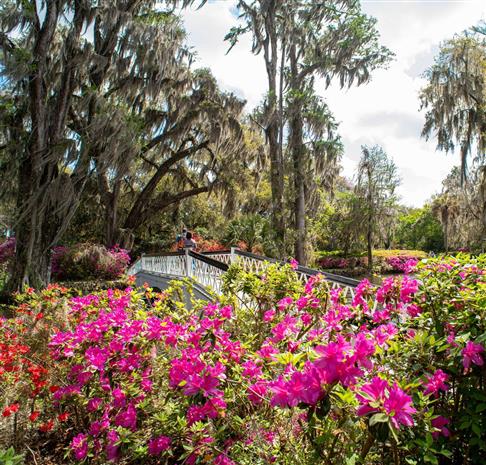 Magnolia Plantation and Gardens