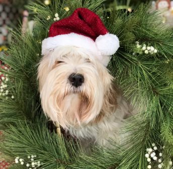 Snuggles & Snowflakes Adoption Day